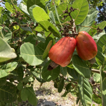 WebStories: É fruta ou castanha? Benefícios do caju para a saúde e os maiores produtores no Brasil