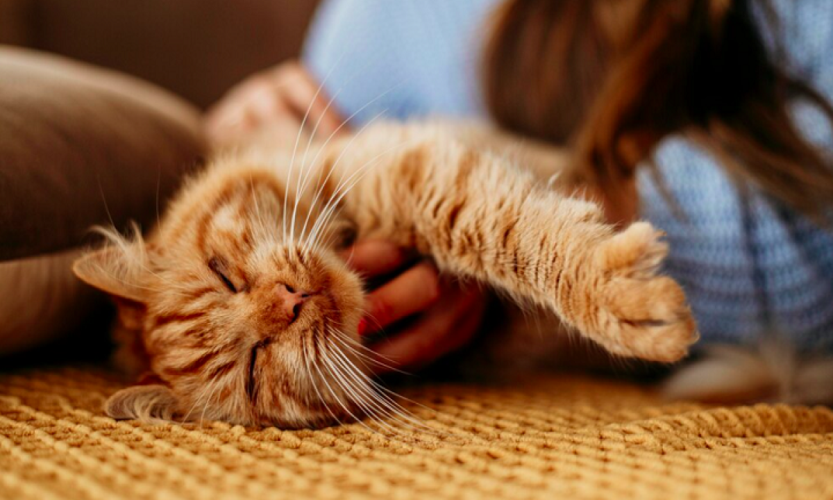 Campanha do Outubro Rosa Pet ocorre neste sábado na RMBH - freepik