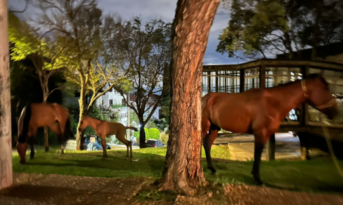 Moradores e ativistas contestam o porquê dos animais terem sido devolvidos ao homem, mesmo encontrados soltos pelas ruas da capital e em situações tão precárias
 -  (crédito: Reprodução/Arquivo pessoal)