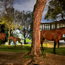 BH: cavalo é encontrado morto, égua recebe eutanásia e filhote sobrevive  - Reprodução/Arquivo pessoal