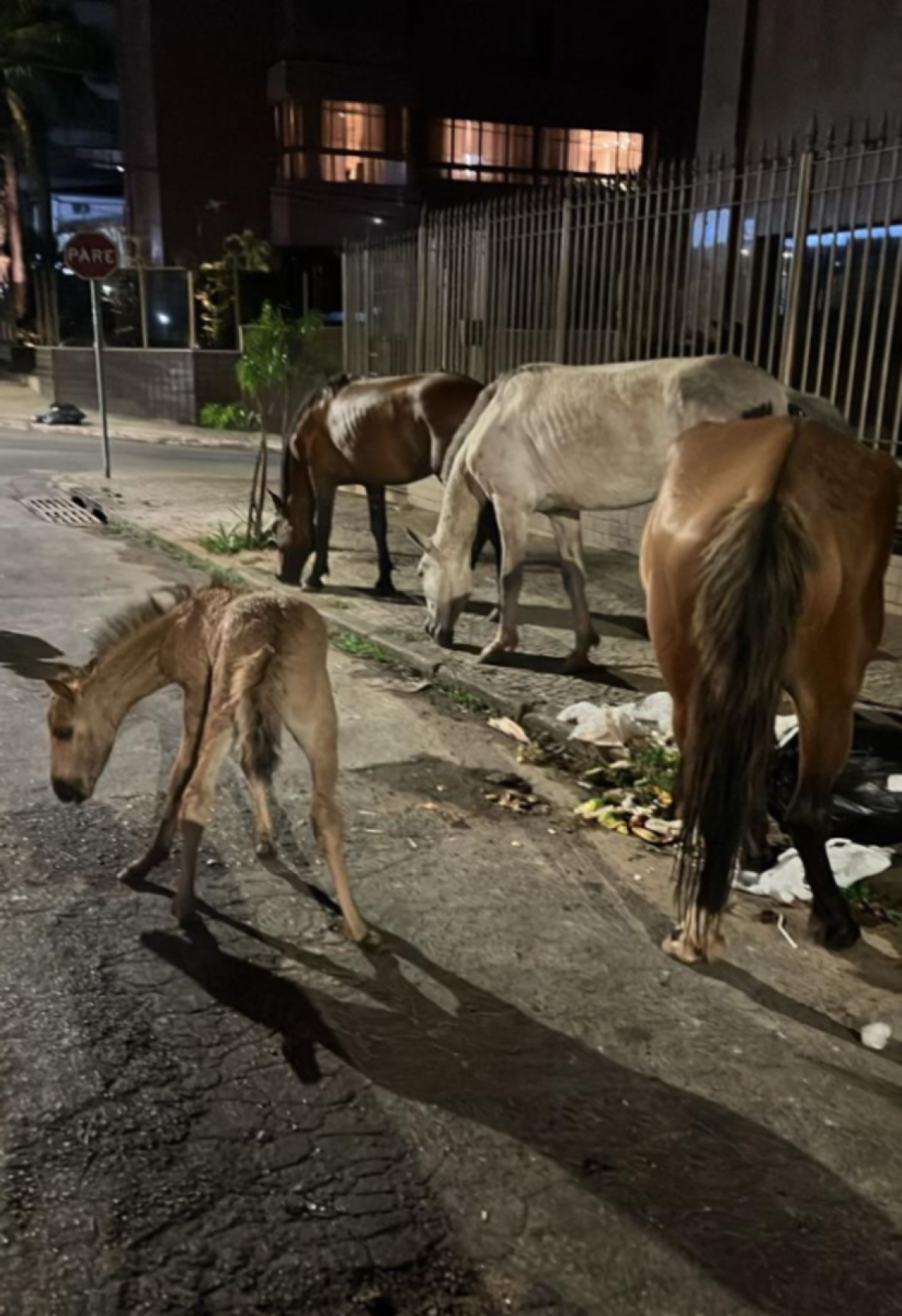 A Lei Estadual número 22.231, de 2016, determina que maus-tratos ou omissões contra saúde ou integridade física e mental de um animal é crime