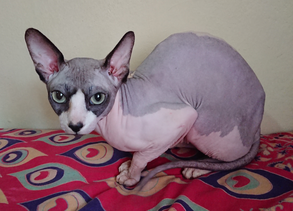 Sphynx (Esfinge) - Originário do Canadá, não tem pelos, devido a um gene hereditário que causa alopécia. A textura da pele lembra camurça. Tem uma cauda longa e afiada. Tem várias cores. 