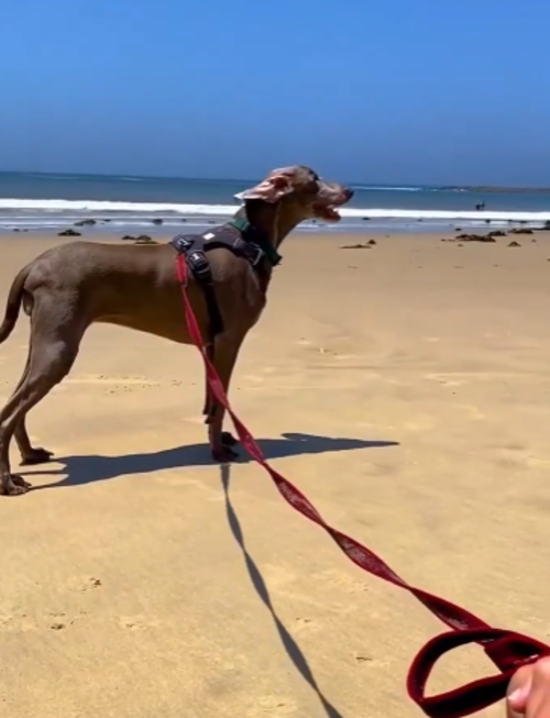 Depois que descobriu a doença, a família conseguiu o tratamento adequado para Harlow. A cadela é da raça Weimaraner, oriunda da Alemanha, e ela se recuperou plenamente. 