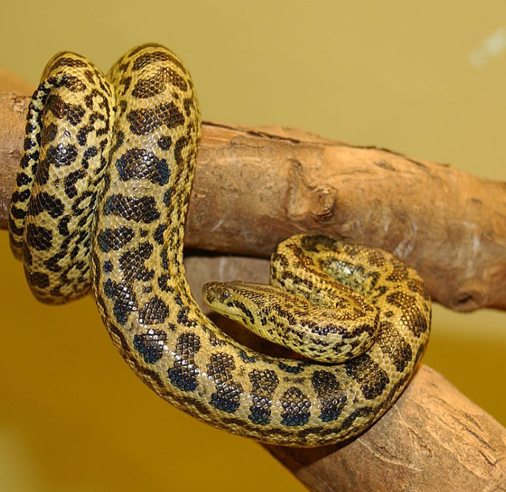 Existem varias espécies de sucuri. A amarela, típica do Pantanal, no Centro-Oeste do Brasil, chega a até 4 metros dr comprimento (fêmea) ou 2,5m(macho)