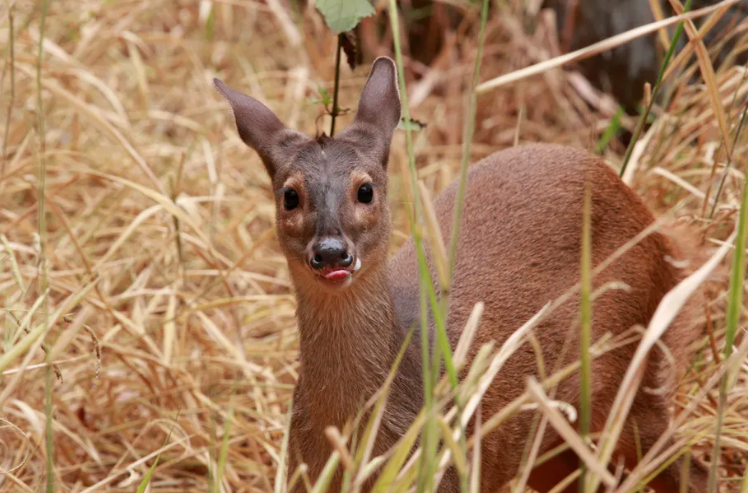 Atualmente, o Brasil tem 8 espécies de cervídeos. Mas quatro em risco de extinção. O veado-catingueiro é o mais comum. Além dele, o veado-roxo, veado-de-cauda-branca e veado-mateiro fazem parte da lista que, a princípio, não estão sob grande risco. Mesmo assim, sofrem com redução do habitat, atropelamentos e caça.