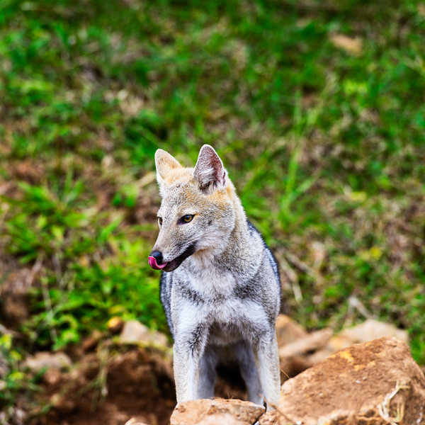 Diante disso, o mamífero foi transferido para o setor de animais silvestres. Com aparência incomum para um graxaim-do-campo, mas hábito alimentar idêntico ao dessa espécie de canídeo, o bicho deixou os pesquisadores intrigados. 