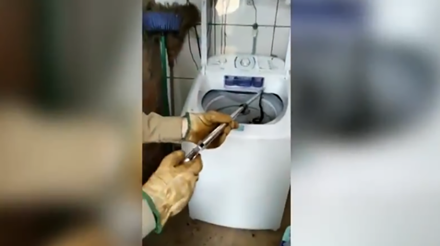 Em Luziânia, no entorno do Distrito Federal, um filhote de jararaca entrou na máquina de lavar de uma casa e a moradora se assustou quando foi mexer nas roupas. 