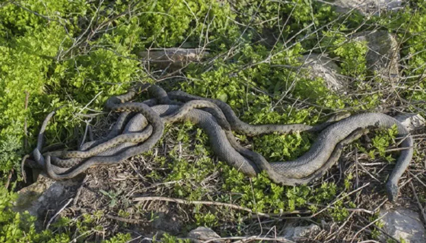 Existem cerca de 400 espécies de cobras no Brasil, sendo 63 peçonhentas. Com veneno ou não, elas são um dos animais que provocam mais medo nos seres humanos. 