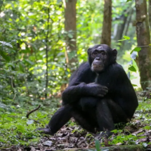 Pesquisa descobre que chimpanzés se curam com plantas medicinais - Divulgação: ELODIE FREYMAN