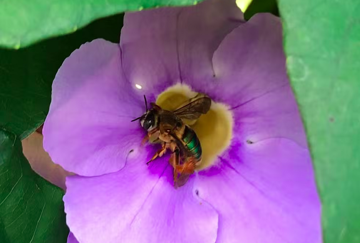 As flores da árvore podem intoxicar um inseto, nesse caso as abelhas, que são essenciais para a polinização. Por isso, a prefeitura recomendou que ninguém faça o plantio da Nim. Nem nas casas nem nas ruas. 