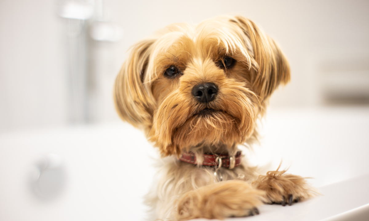 Ensinar o cachorro a fazer xixi no lugar certo exige reforço positivo, rotinas e repreensões adequadas, assim o  aprendizado se torna muito mais eficaz e prazeroso para ambos -  (crédito: Adrian Frentescu de Pexels)