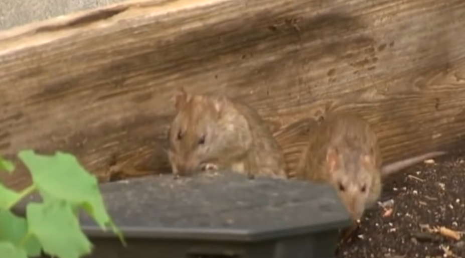 Rato- São mamíferos roedores, que estão na natureza em mais 2.000 espécies, frequentemente são usados em pesquisas devido à sua capacidade de aprender e se adaptar. Possuem gestação de 20 dias e dão à luz  até 12 filhotes.