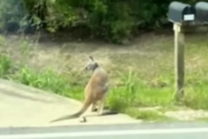 O marsupial, chamado Baxter, foi visto andando pelas ruas e acabou sendo recuperado e levado de volta para casa. Mas o fato acabou chamando atenção das autoridades para o fato de a família ter um canguru, animal exótico nos EUA, que não pode ser criado em ambiente doméstico. -reprodução youtube 