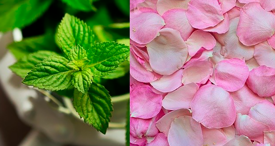 TROUXINHA - Essa é um mix: três folhas de hortelã, três pétalas de rosa de qualquer cor e um pouco de arroz são colocados num pedaço de tecido verde. E aí a pessoa amarra para fazer uma trouxinha com fita dourada (que representa riqueza). Coloca, então, na porta de casa, mentalizando prosperidade.