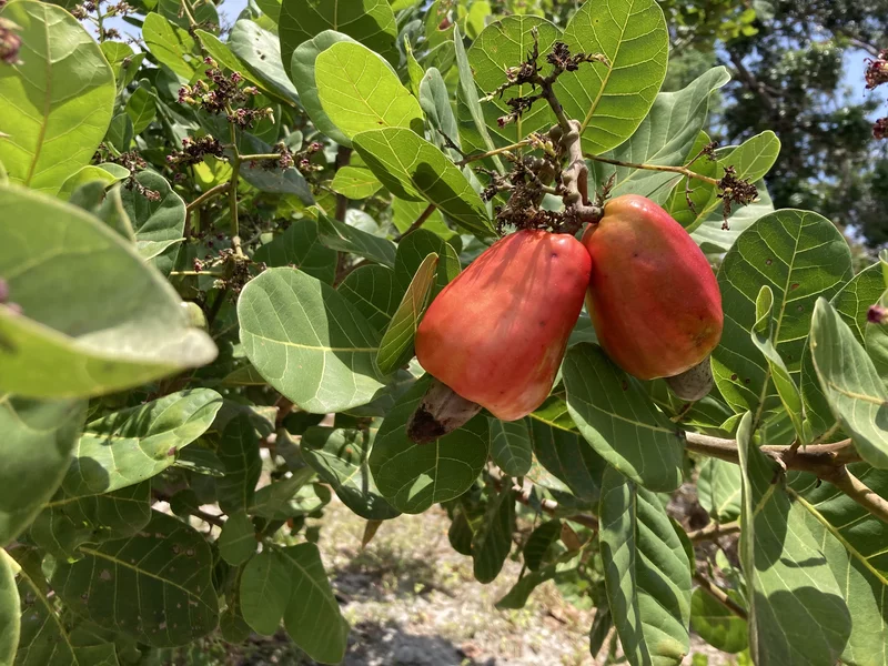 É fruta ou castanha? O caju para a saúde e os maiores produtores no Brasil - Divulgação Embrapa