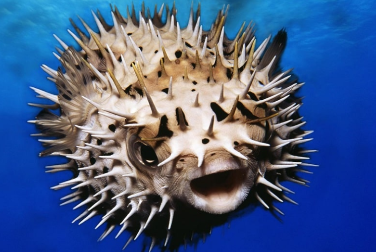 Baiacu-espinho - Coberto por espinhos, como o nome indica, ele tem a habilidade de inflar com água e ar para que o predador não consiga devorá-lo. Pode aumentar em até três vezes o seu tamanho.  