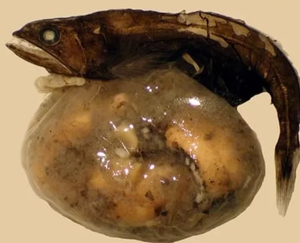 Engolidor-negro - Esse peixe é pequeno. Não passa de 10cm. Mas é perigoso para muitas presas, pois seu estômago comporta 10 vezes o seu tamanho. E sua boca abre o suficiente para ele coma presas duas vezes maior que ele.