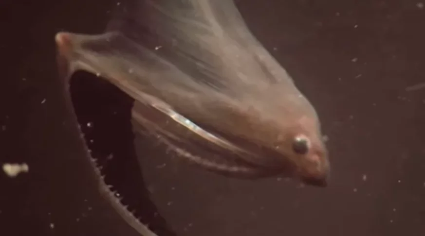 Enguia-pelicano - É um peixe abissal também chamado de peixe-boca-de-guarda-chuva, por causa de sua enorme boca.  A mandíbula inferior em forma de bolsa lembra a de um pelicano, daí seu nome. A boca é frouxamente articulada e abre o suficiente para engolir peixes maiores. 