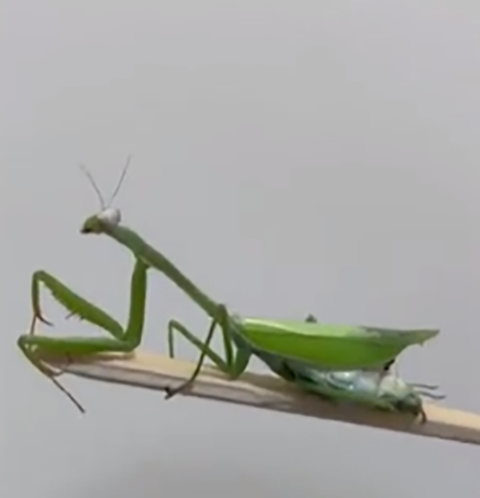 Em junho de 2022, um acontecimento inusitado ganhou as redes sociais. Um pequenino louva-a-deus passou por cirurgia após cair e se ferir no abdômen. 