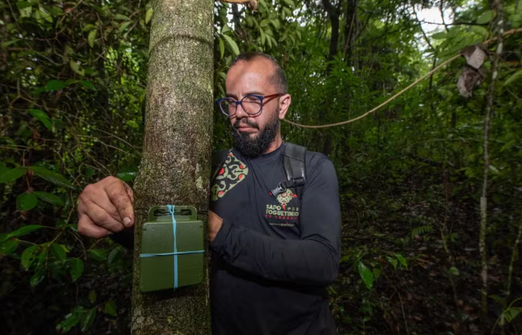 Pesquisadores estudam o canto do sapo foguetinho e , para isso, instalam gravadores automáticos em árvores do Cerrado. Em certos horários, o equipamento liga para captar os sons da mata.