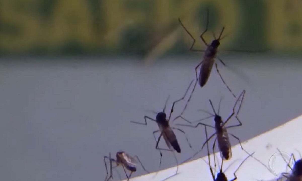 A dengue representa um grande desafio de saúde pública por ter quatro sorotipos. A infecção por um deles não “blinda” o organismo infectado de contrair a doença mais uma vez. 
 -  (crédito: Reprodução/Record TV)