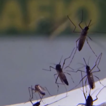 Saúde anuncia novas tecnologias de combate à dengue em MG - Reprodução/Record TV