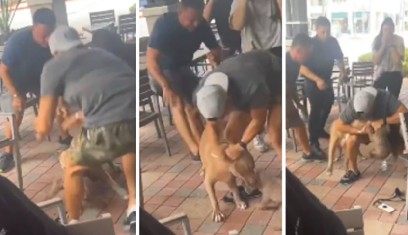 Um pitbull atacou um pequeno chihuahua num restaurante 'pet friendly' (que aceita animais). Um sufoco para salvar o bicho. 