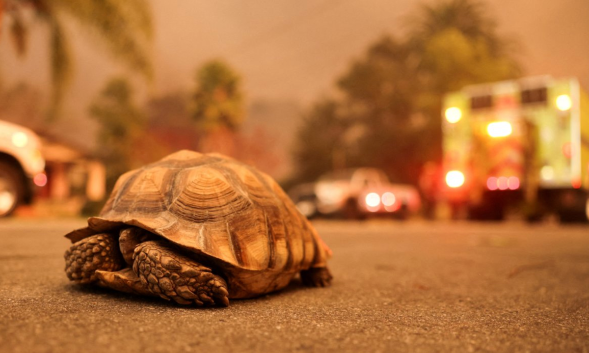 Cachorro do lado de fora de uma casa pegando fogo durante o incêndio florestal Eaton em Altadena, na Califórnia -  (crédito: CAROLINE BREHMAN/EPA-EFE/REX/Shutterstock)