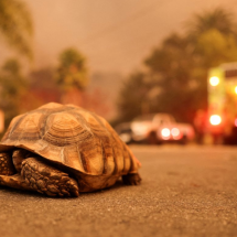 As imagens das pessoas e animais que tentam fugir dos piores incêndios da história em Los Angeles - CAROLINE BREHMAN/EPA-EFE/REX/Shutterstock