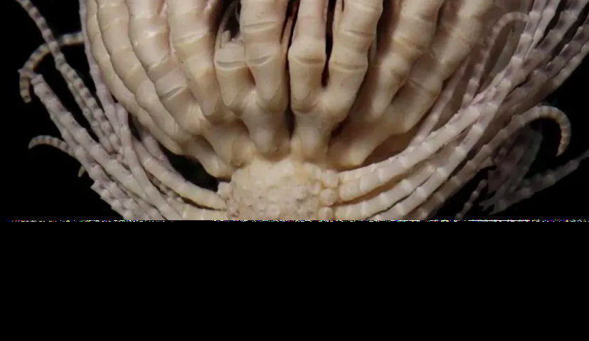 Cientistas descobrem espécie de animal com 20 braços - divulgação / Invertebrate Systematics