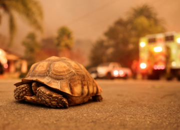 Cachorro do lado de fora de uma casa pegando fogo durante o incêndio florestal Eaton em Altadena, na Califórnia -  (crédito: CAROLINE BREHMAN/EPA-EFE/REX/Shutterstock)