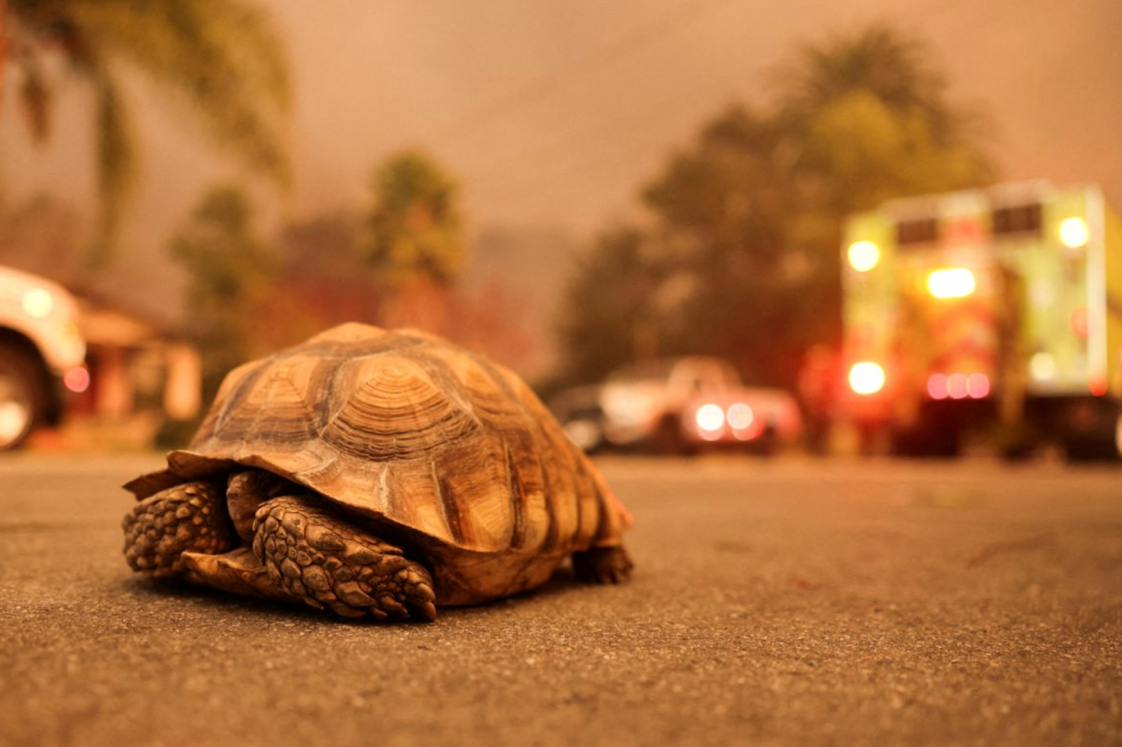 As imagens das pessoas e animais que tentam fugir dos piores incêndios da história em Los Angeles