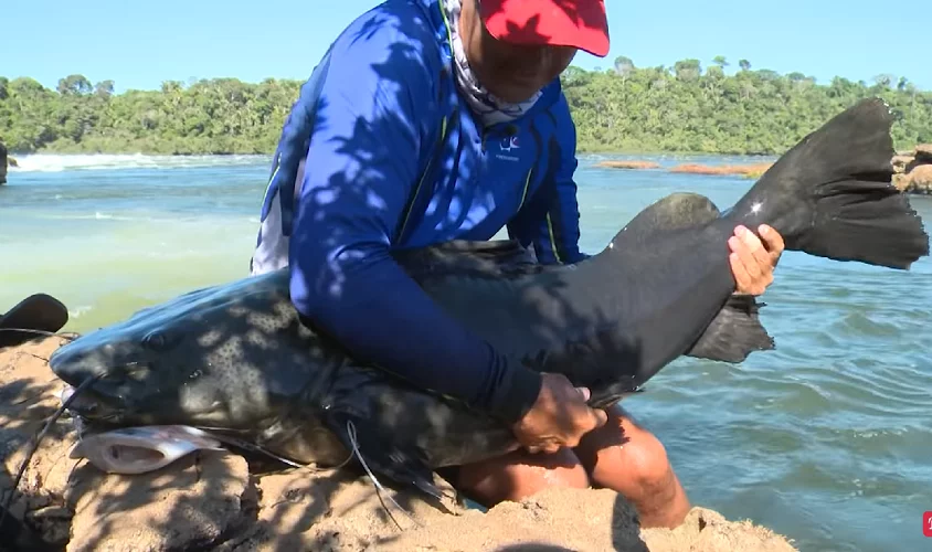 #4) Jaú: assim como o pirarara, pode atingir 1,5 m de comprimento, mas a diferença está no peso: pode chegar a 100 kg! Ele se alimenta de outros peixes, gosta de viver em rios cheios e se esconder em pedras submersas.