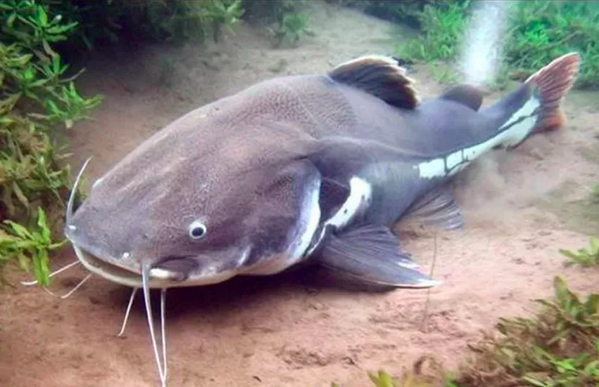 #2) Piraíba: é um tipo de peixe que costuma ser associado com tubarões, dada a sua semelhança física com esse animal. Pode atingir até 2,5 m de comprimento e pesar incríveis 300 kg! Por conta da pesca predatória, contudo, é raro encontrar exemplares tão grandes.