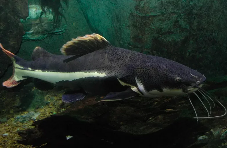 #5) Pirarara: encontrado nas bacias dos rios Araguaia, Tocantins e Amazonas, o pirarara pode atingir 1,5 m de comprimento e pesar até 60 kg! Ele é onívoro e se alimenta de frutas, sementes e peixes menores.