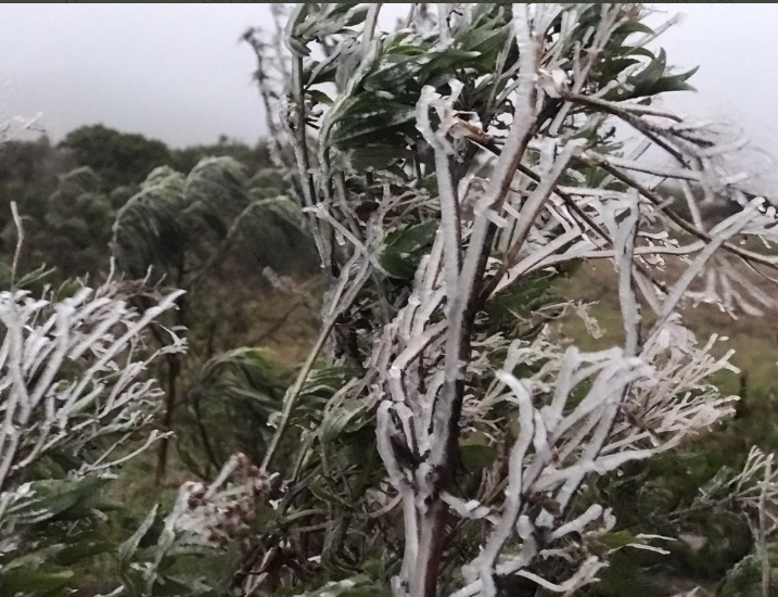 Em fevereiro, mês mais quente, os termômetros em Urupema não passam de 18°C. O município é um dos poucos no Brasil que sempre registram neve e fortes geadas no inverno. Na foto, vegetação com sincelo (gelo oriundo de neblina). 