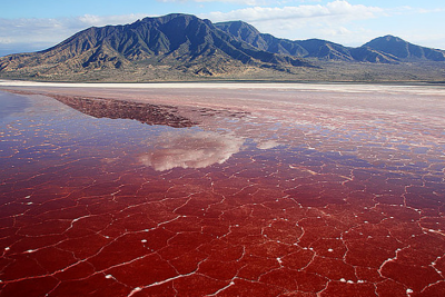 O Lago Natron é um lago salino e alcalino localizado no norte da Tanzânia, perto da fronteira com o Quênia. Ele é alimentado por fontes ricas em minerais e possui uma coloração avermelhada devido à presença de microorganismos e algas. -  (crédito: reprodução bioorbis.org)