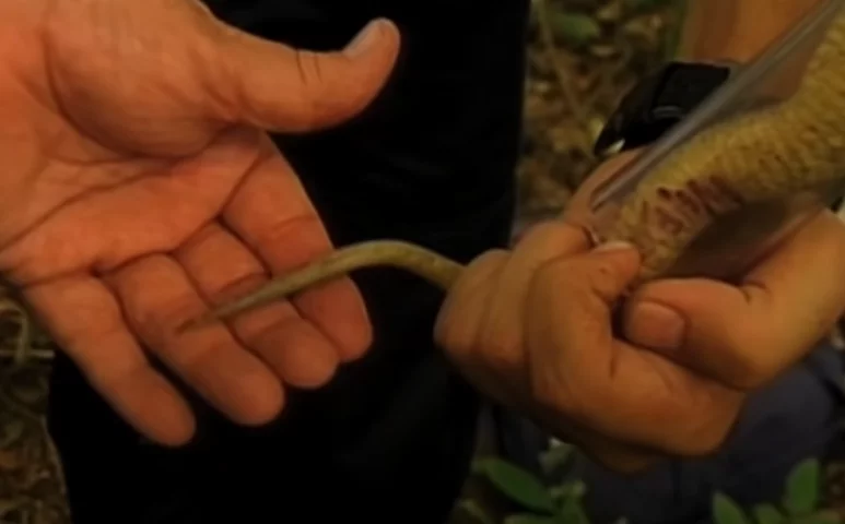 Esta espécie desenvolveu adaptações, ficando com cauda longa, para agarrar, e escura na ponta, usada para imitar larvas de inseto e atrair presas. 