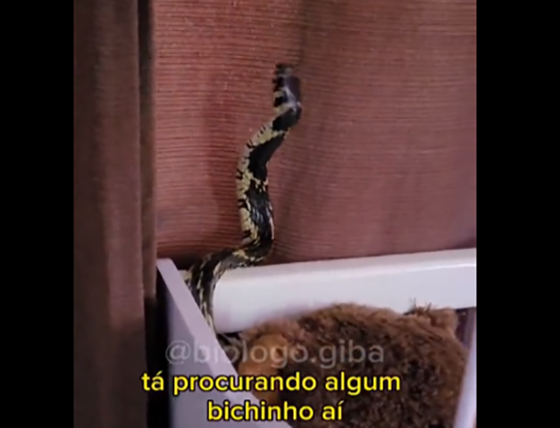 Trata-se da caninana. A  cobra invadiu a casa, entrou no cômodo onde a mãe estava com a criança e subiu na cama.