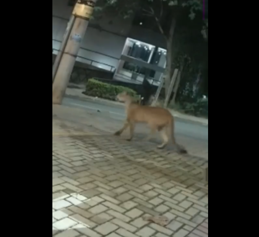 A onÃ§a foi flagrada por cÃ¢meras de monitoramento passeando calmamente pelas ruas. 