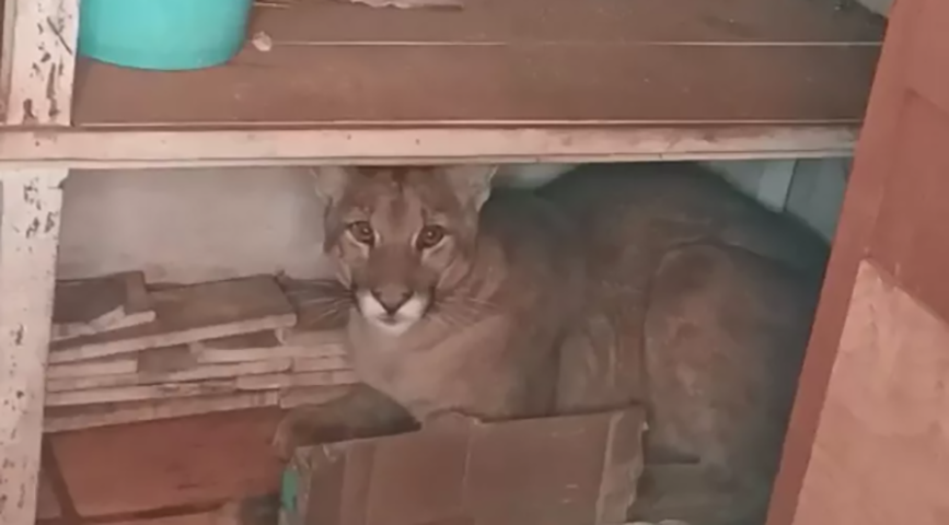 No dia 22/7/2022, uma outra onça da mesma espécie invadiu uma casa em Assaí, no Paraná. 