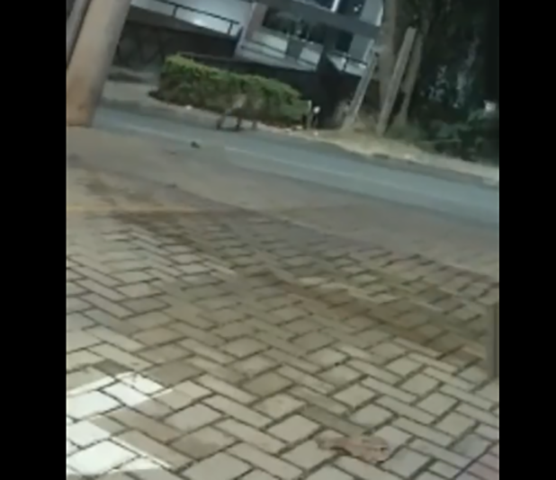 Em seguida, o felino atravessou a rua e se dirigiu para uma área com moitas. 