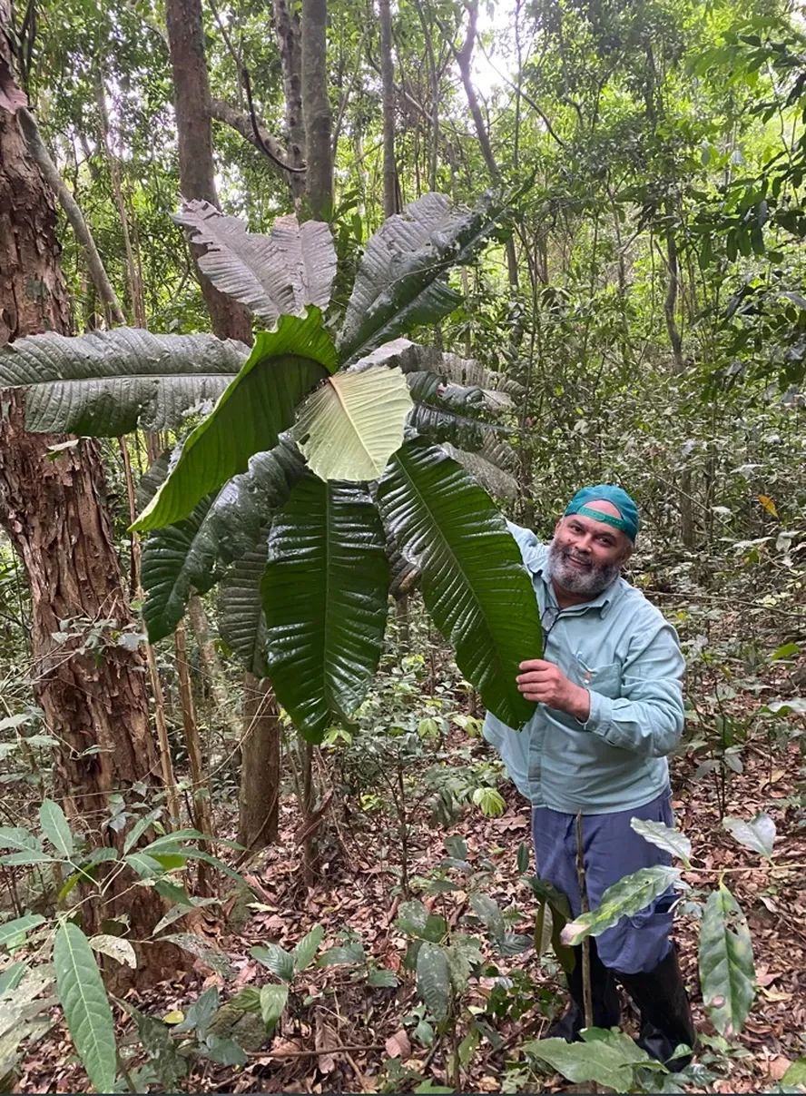 Brasil tem centenas de espécies de árvore que podem ser extintas