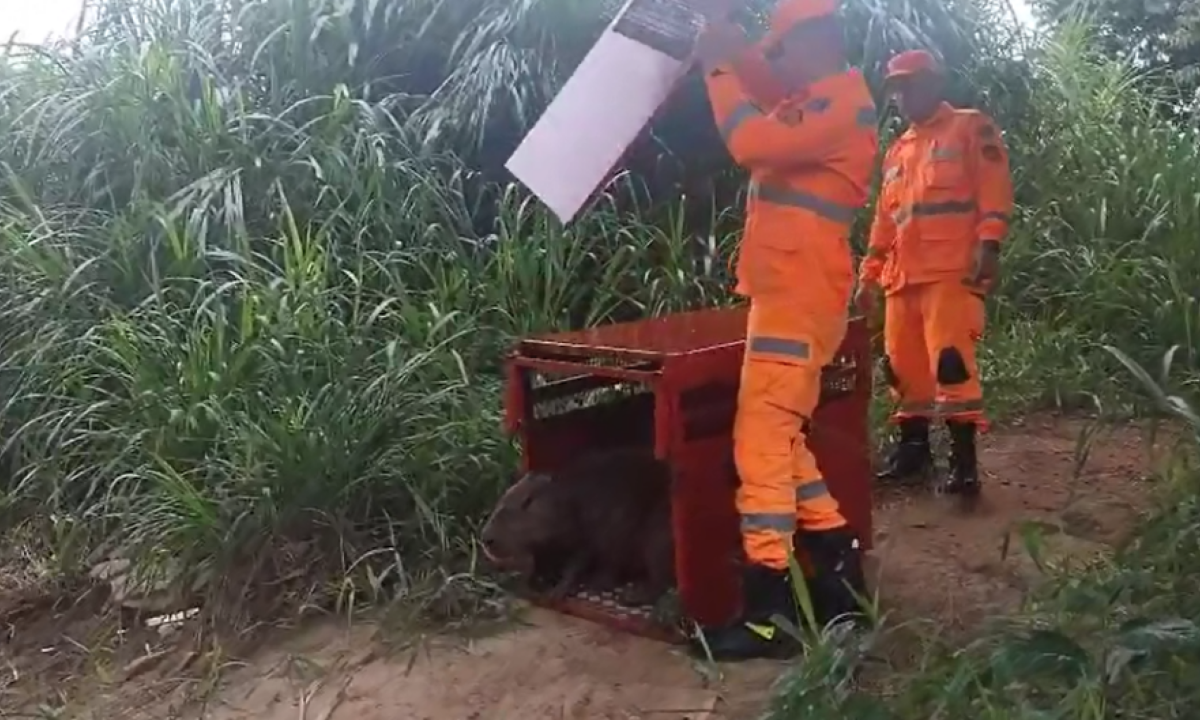 Bombeiros capturam capivara em estacionamento de supermercado -  (crédito: Imagem Bombeiros.)