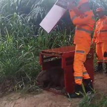 Vídeo: bombeiros capturam capivara em estacionamento de supermercado - Imagem Bombeiros.