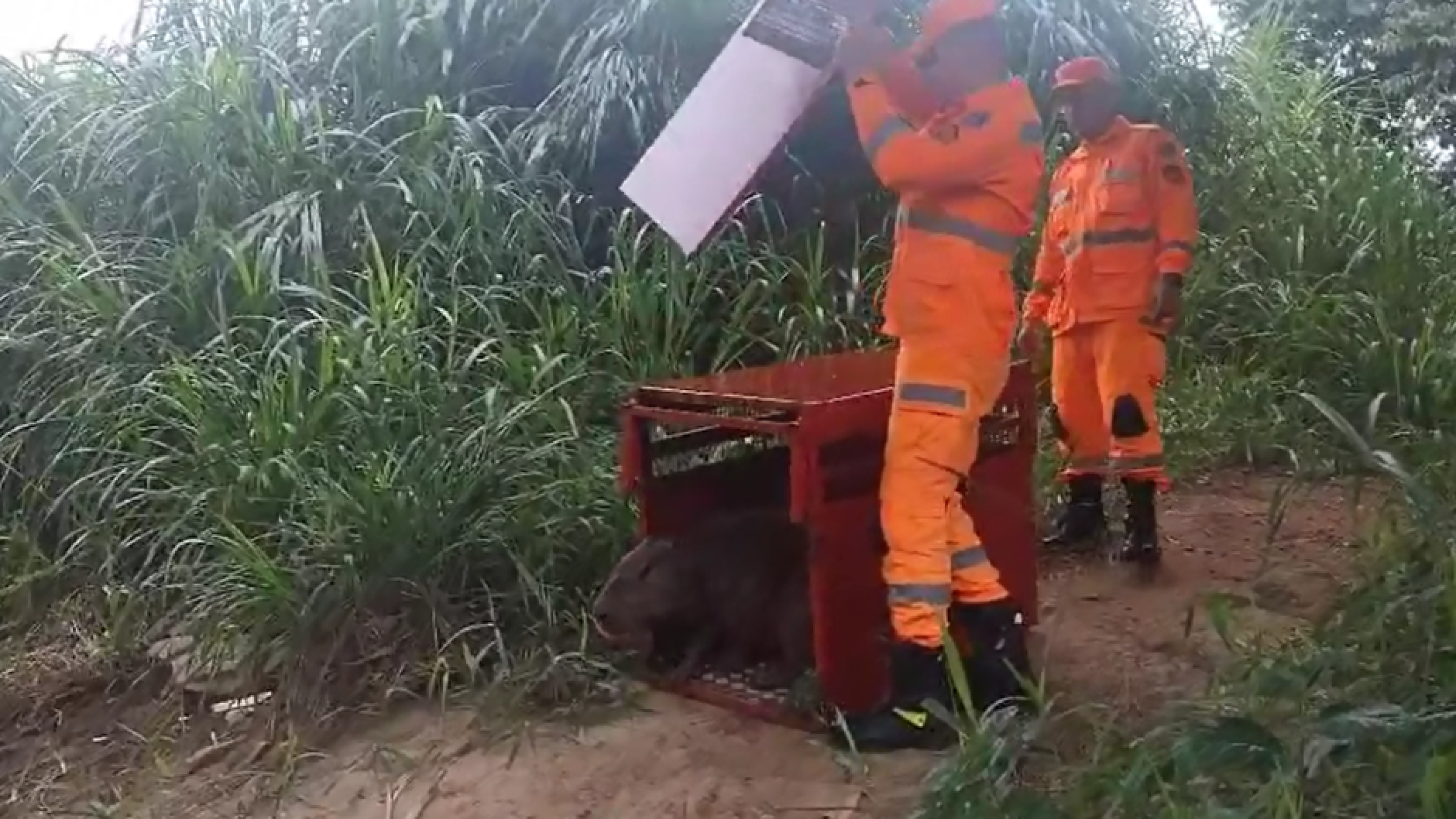 Vídeo: bombeiros capturam capivara em estacionamento de supermercado
