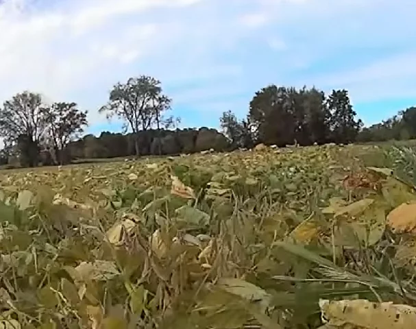 Essa história toda começou em 2015, quando Bristle decidiu comprar 40 acres de terra para fazer melhorias na drenagem do local.