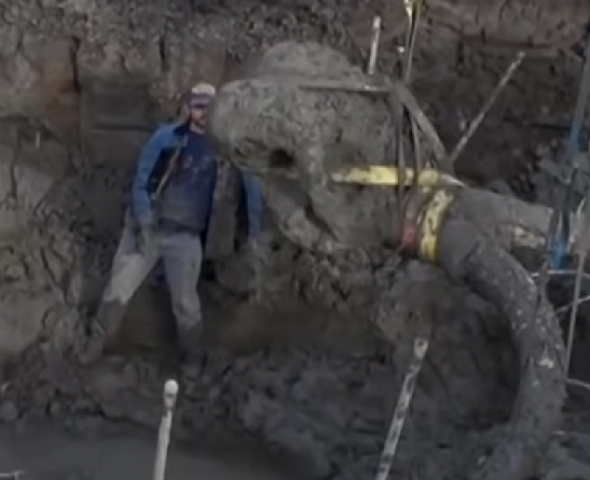 Um dos agricultores fez a doação dos restos do mamute ao Museu de Paleontologia da Universidade de Michigan.