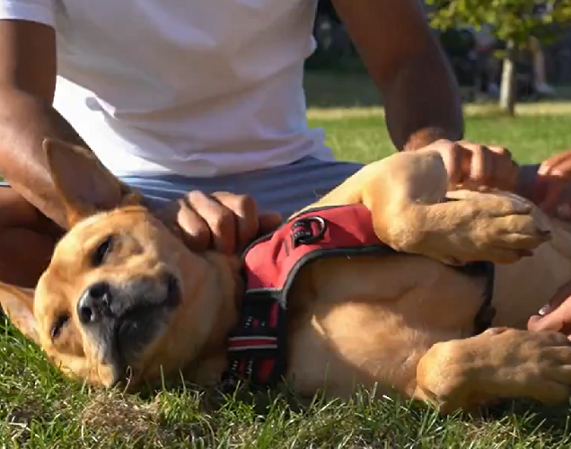 A lei de proteção foi se tornando cada vez mais rígida ao longo do tempo. Hoje, maltratar ou negligenciar os animais pode render até cinco anos de cadeia e multa de 90 mil euros.