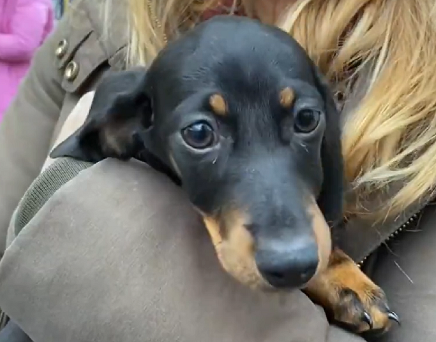 Por sinal, o paÃ­s europeu Ã© conhecido por ser um dos mais â??pet friendlyâ? (â??amigÃ¡vel para petsâ?) do mundo.